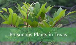 20 Poisonous Plants in Texas (With Pictures and Identification)
