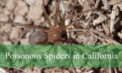 10 Poisonous Spiders in California (With Pictures and Identification)
