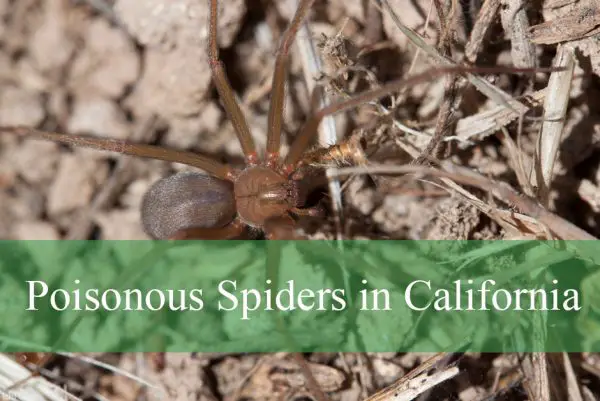 Poisonous Spiders in California