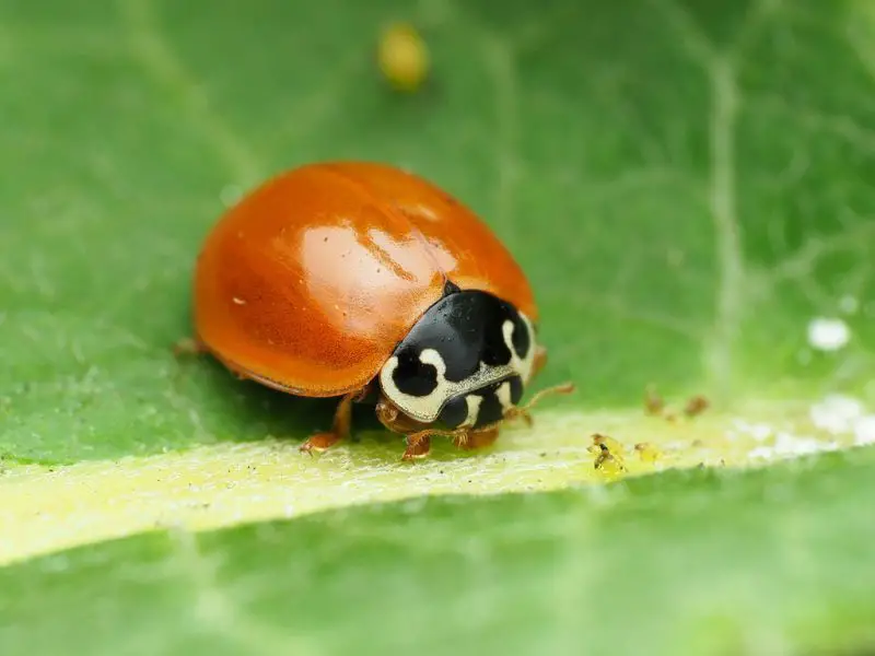 Ladybugs in California