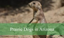 Prairie Dogs in Arizona: Species, Habitats, and Where to See Them
