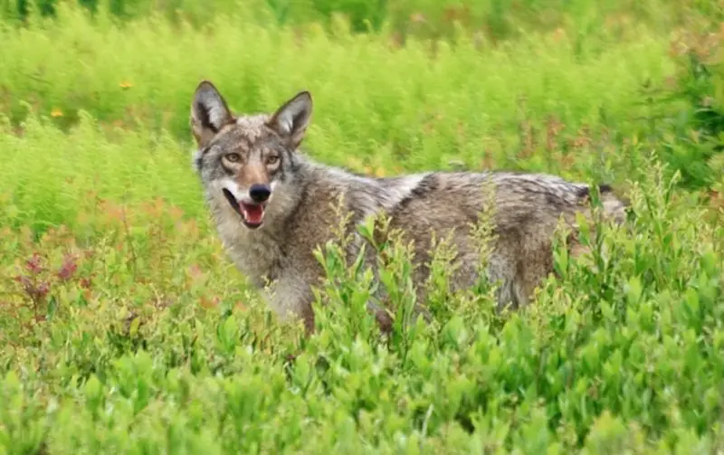 Coyotes in Montana