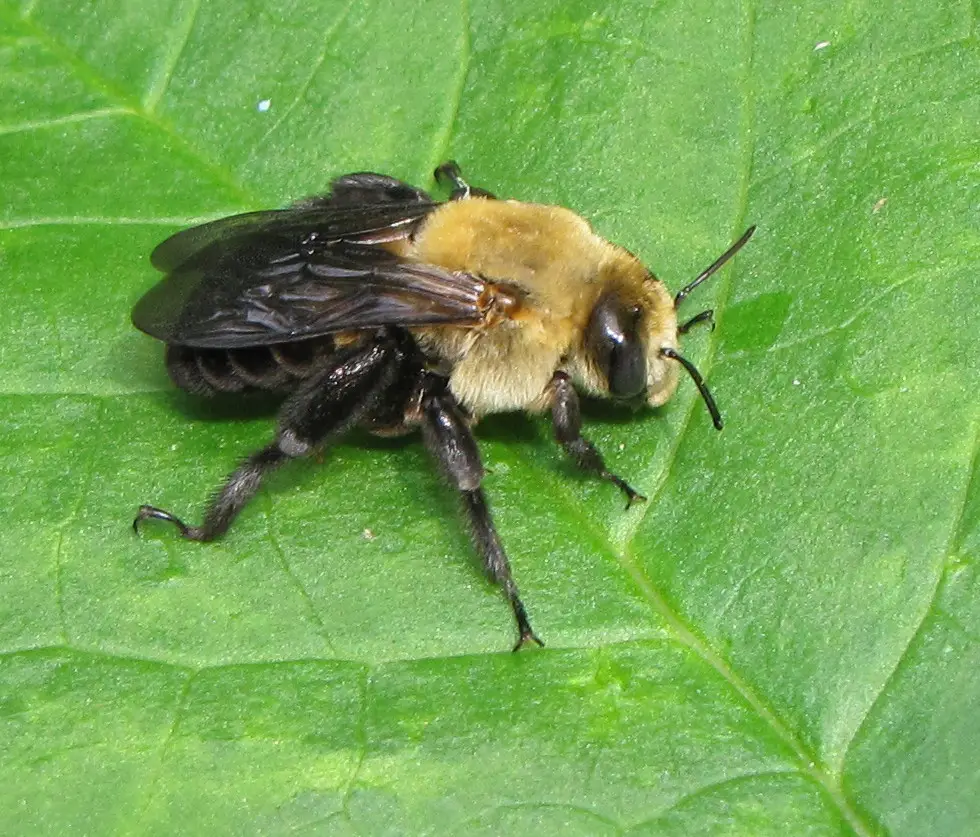 Types of Bees in Florida