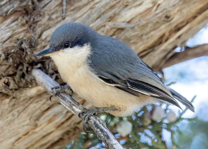 Blue Birds in Oregon