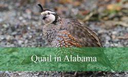 3 Types of Quail in Alabama (With Pictures and Identification)