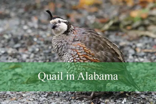 Quail in Alabama