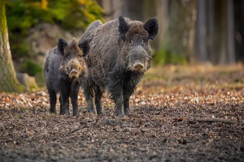 Feral Pigs in Ohio
