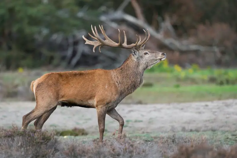 Deer in Kentucky