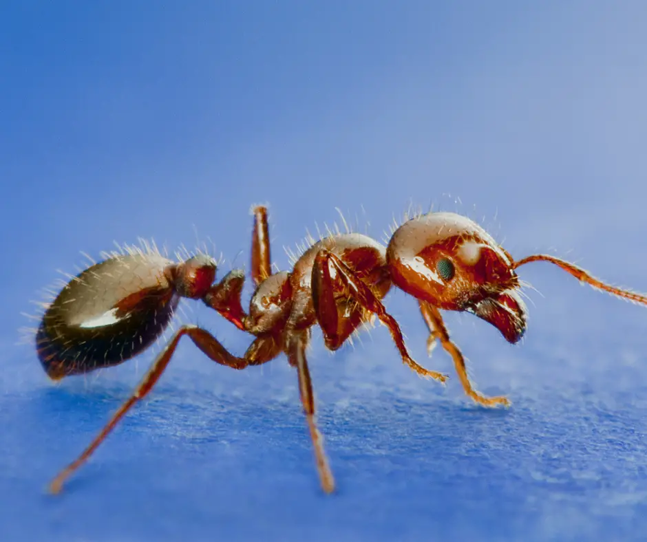 Dangerous Bugs in Arkansas