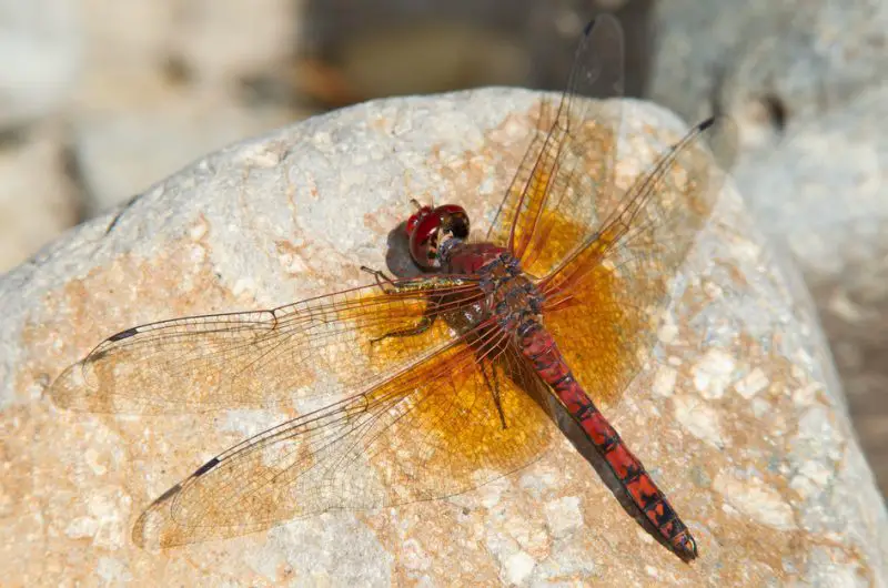 Dragonflies in California