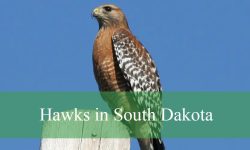 10 Hawks in South Dakota (With Pictures and Identification)