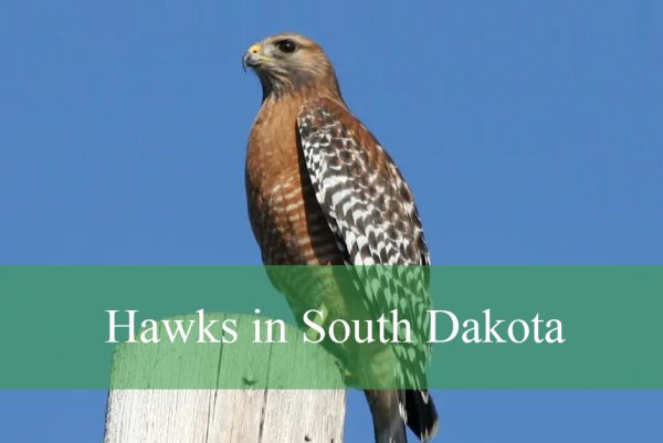 Red-shouldered Hawk