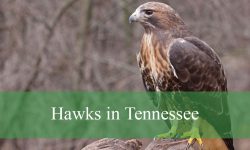 10 Hawks in Tennessee (With Pictures and Identification)