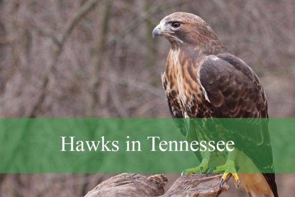 Hawks Found in Tennessee