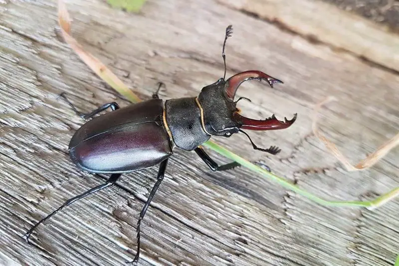 Beetles in North Carolina