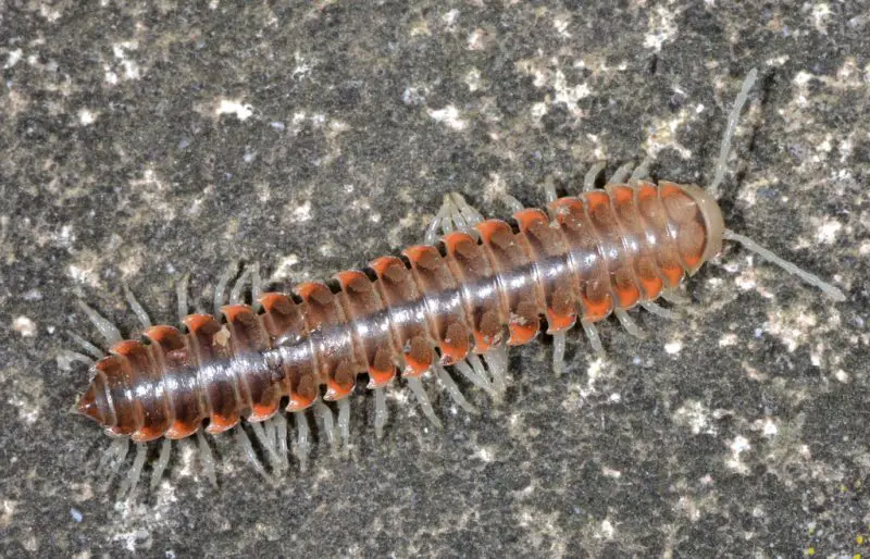 Millipedes in California