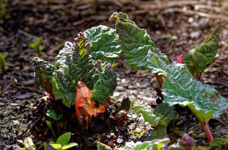 Poisonous Plants in Texas