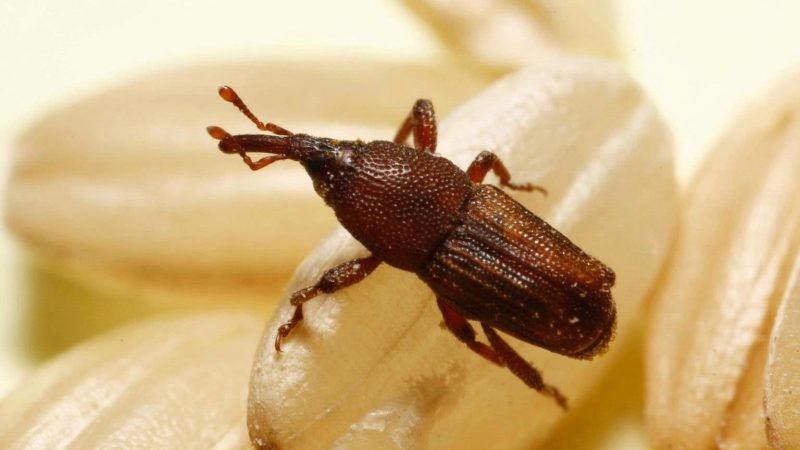 Tiny Bugs in Florida