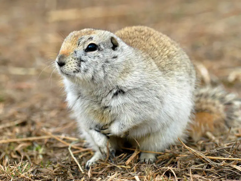 Squirrels in Minnesota