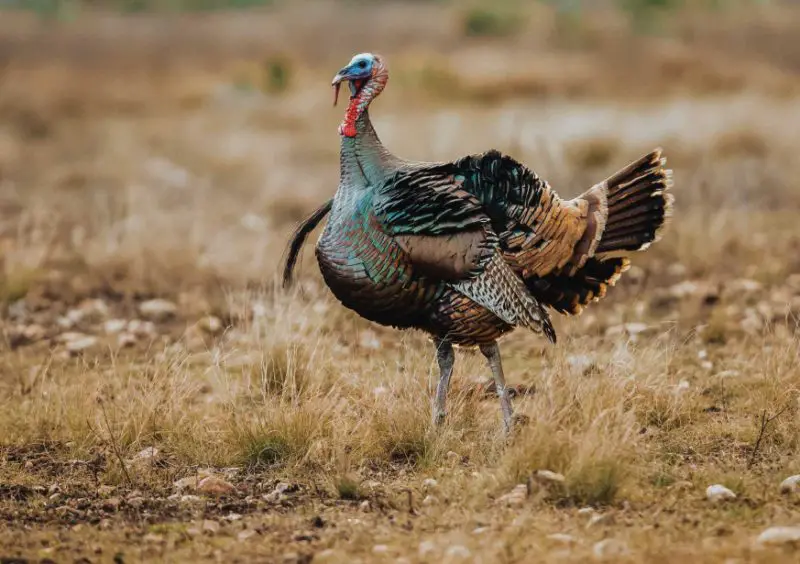 Wild Turkeys in Texas