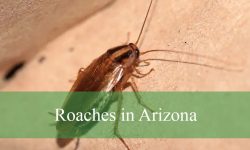 8 Types of Roaches in Arizona (With Pictures and Identification)