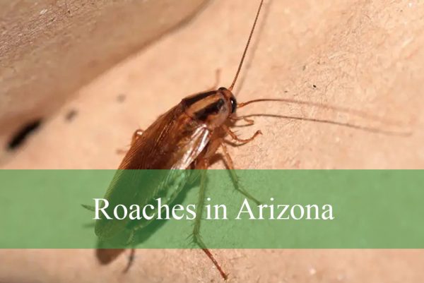 Roaches in Arizona