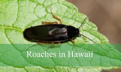 10 Types of Roaches in Hawaii (With Pictures and Identification)