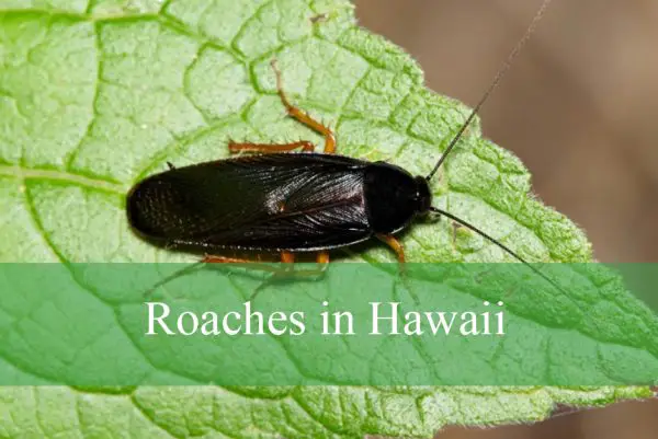 Roaches in Hawaii