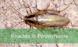 10 Types of Roaches in Pennsylvania (Pictures and Identification)