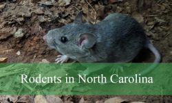 15 Rodents in North Carolina (With Pictures and Identification)