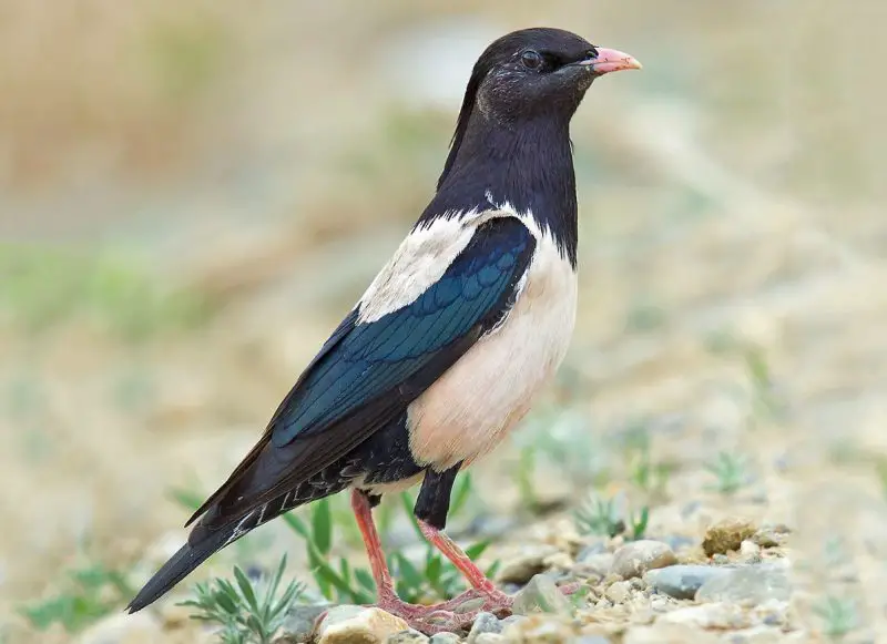 Starlings in Texas
