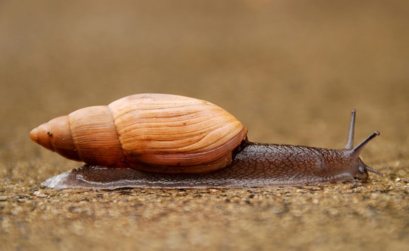 Invasive Snails and Slugs in Hawaiʻi