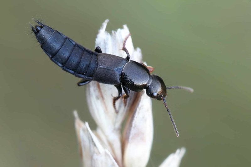 Beetles in Michigan