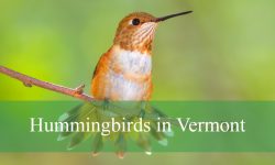 2 Types of Hummingbirds in Vermont (Pictures and Identification)