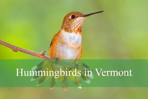 Hummingbirds in Vermont