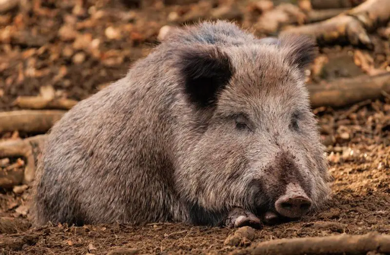 Feral Pigs in Ohio