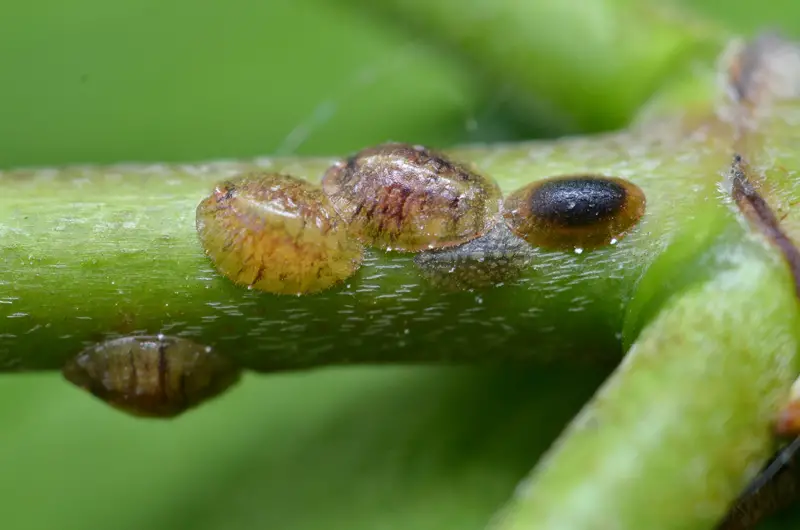 Tiny Bugs in Florida