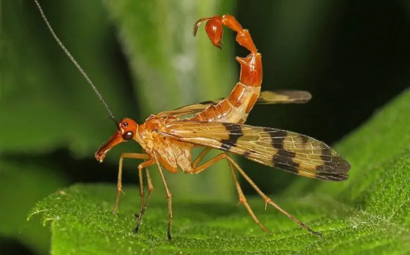 Dangerous Bugs in California