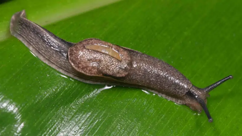Invasive Snails and Slugs in Hawaiʻi