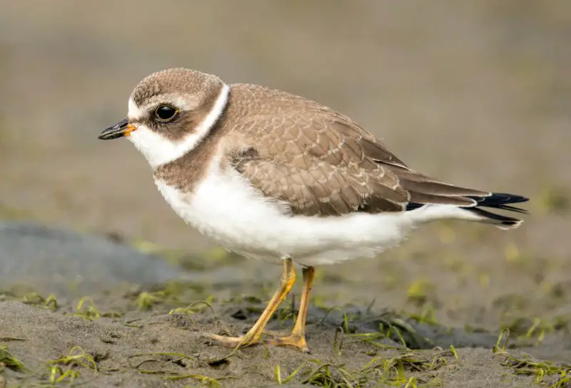Plovers in Florida
