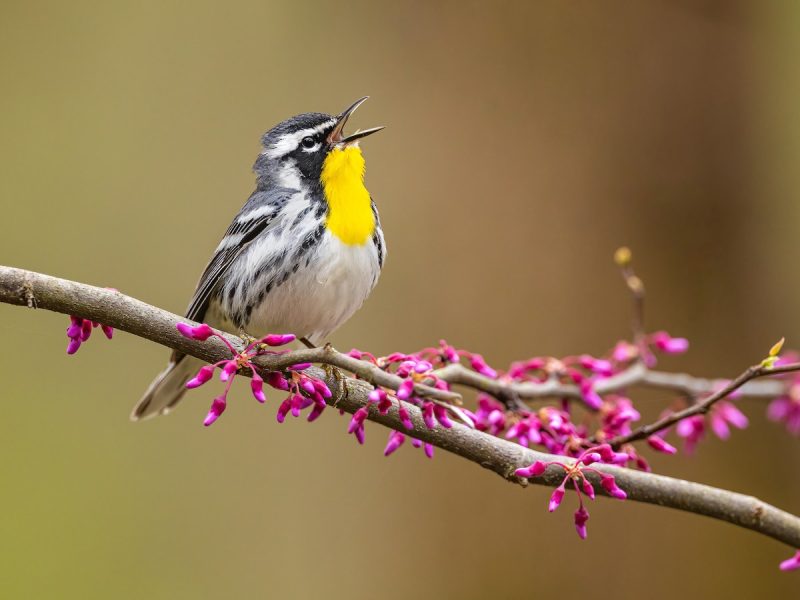 Birds with Yellow Breasts in Texas