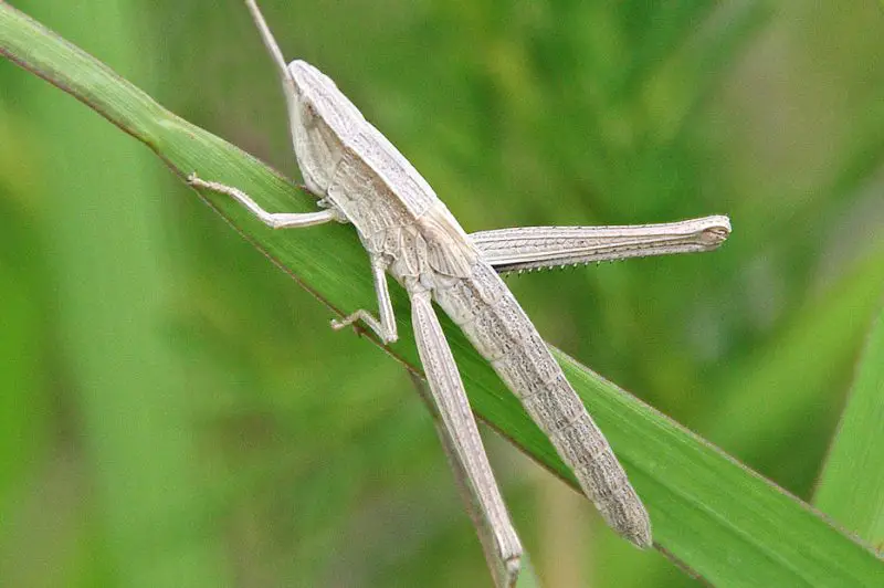 Grasshoppers in Utah