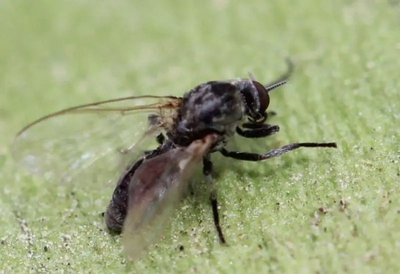 Dangerous Bugs in Michigan