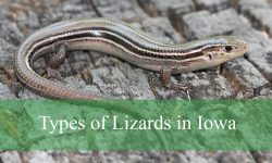 6 Types of Lizards in Iowa (With Pictures and Identification)