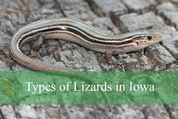Lizards in Iowa