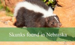 2 Types of Skunks found in Nebraska (Pictures and Identification)