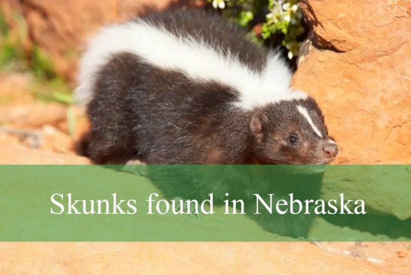 Skunks found in Nebraska