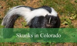 3 Types of Skunks in Colorado (With Pictures and Identification)