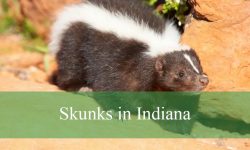 2 Types of Skunks in Indiana (With Pictures and Identification)