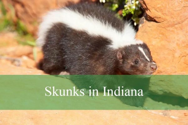 Skunks in Indiana